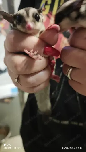 sugarglider abzugeben!