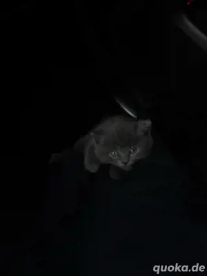bkh katze 