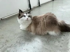 Ragdoll Katze geimpft + kastriert