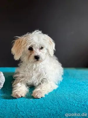 Mini und medium golden doodle welpen Abzugeben 