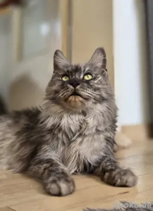 Maine Coon Dame, black smoke