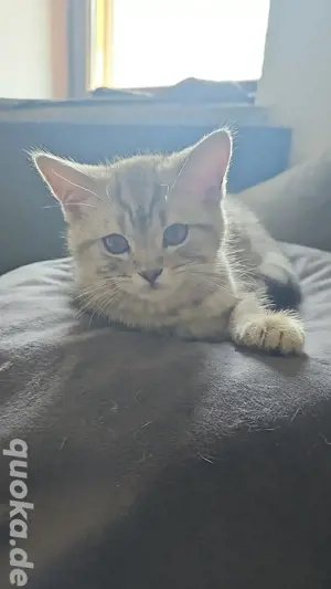 britisch Kurzhaar american Shorthair 