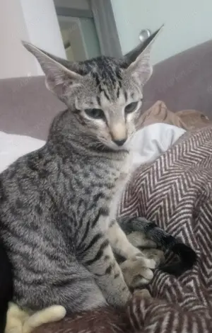 Orientalisch Kurzhaar Kitten, weiblich