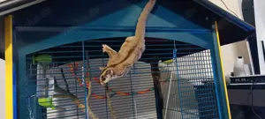 sugarglider abzugeben 