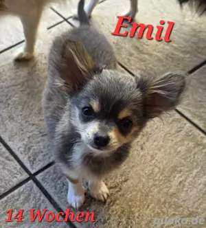 Emil möchte ausziehen!!