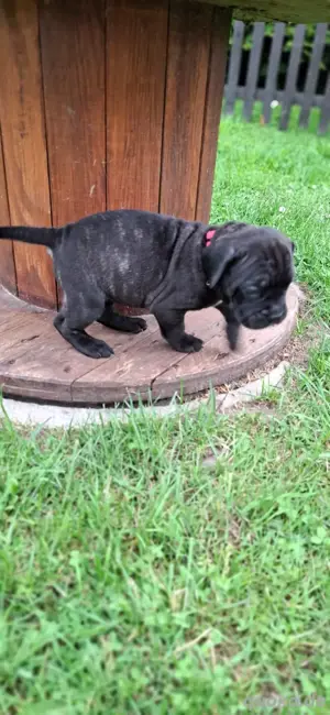 cane corso mix