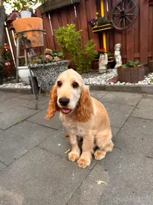 Cocker Spaniel Welpe abzugeben 