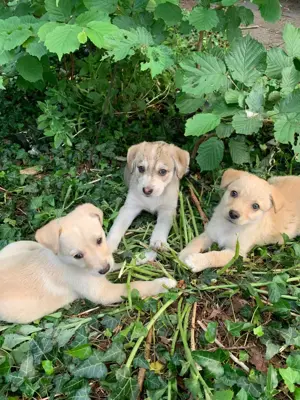 Liebste Huskymixwelpen in beste Hände abzugeben