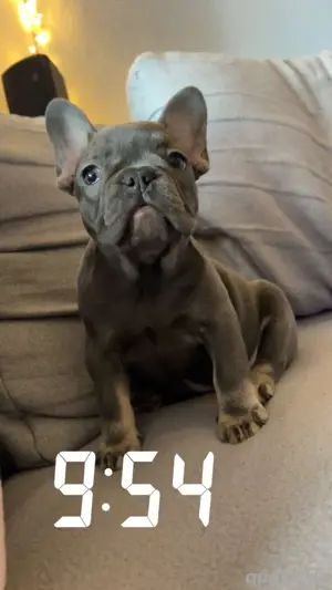 französische Bulldogge blue tan 