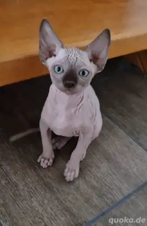 Reinrassige Canadian Sphynx Kitten