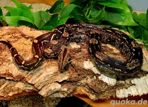 boa constrictor imperator IMG
