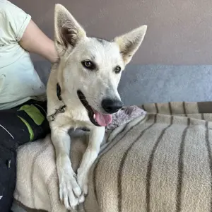 Vera, junge und verschmuste Mischlingshündin, Siberian Husky Bild 4