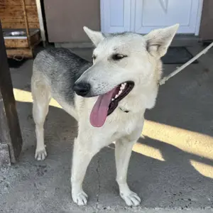 Vera, junge und verschmuste Mischlingshündin, Siberian Husky Bild 5