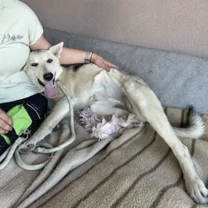 Vera, junge und verschmuste Mischlingshündin, Siberian Husky Bild 3