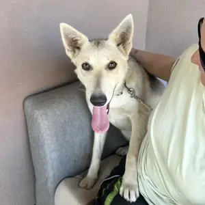 Vera, junge und verschmuste Mischlingshündin, Siberian Husky Bild 2