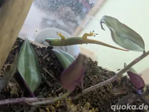 Madagaskar Taggecko Nachzucht. Baby Gecko Phelsuma Grandis 