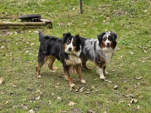  Wir erwarten im Juni 2025 tolle Australian Shepherd Welpen in allen Farben mit Ahnentafel