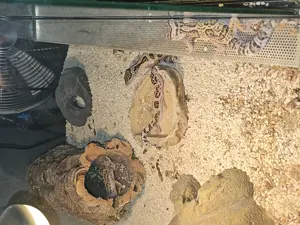 5 Leopardgeckos