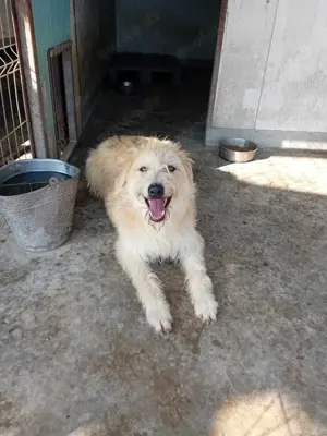 Bubz sucht Zuhause Bild 10