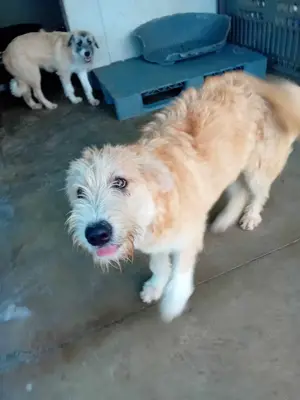 Bubz sucht Zuhause Bild 9