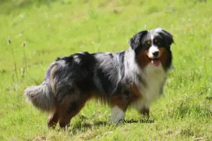  Mini Australian Shepherd Rüde mit ASDR Ahnentafel und top Auswertungen