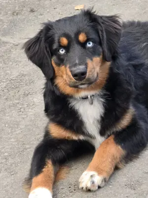  Mini Australian Shepherd Deckrüde in Black tri mit blauen Augen TOP Auswertungen