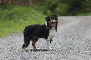 Standart Australian Shepherd deckrüde in black tri mit blauen Augen ASDR Papiere 