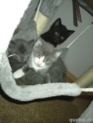 britisch Kurzhaar mix kitten 