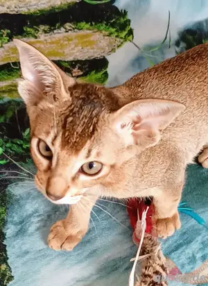 Kleines freches OKH Mix Mädel sucht  