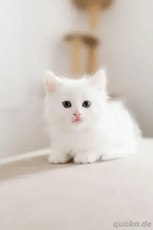 katze (kitten) türkisch angora   langhaar mix 