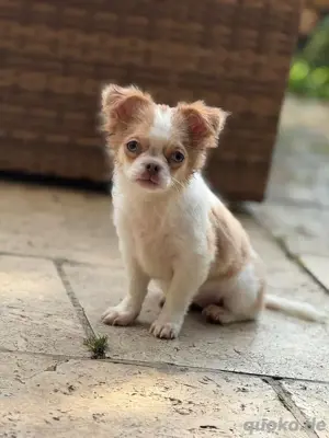 Chihuahua Welpen 