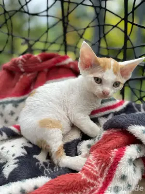 Devon Rex Katerchen, Stammbaum FIFE