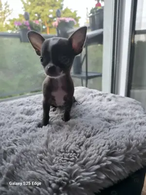 Chihuahua-Welpen