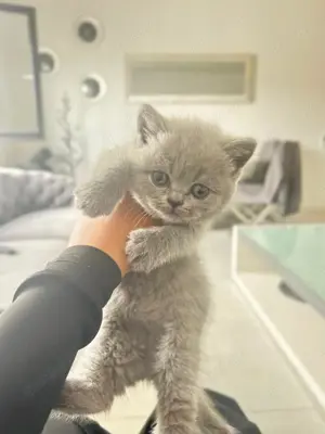 Bkh kitten reinrassig
