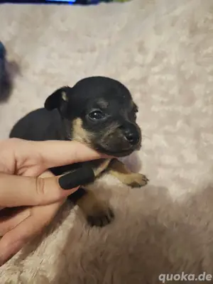letzter Chihuahua Welpe ( m ) o.P