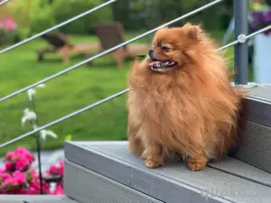 Pomeranien Deckrüde mit Ahnentafel