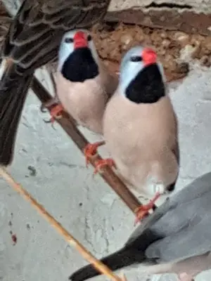 Vögel Spitzschwanzamadinen 