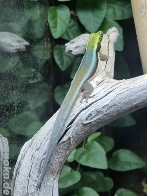 1.0 Phelsuma klemmeri 