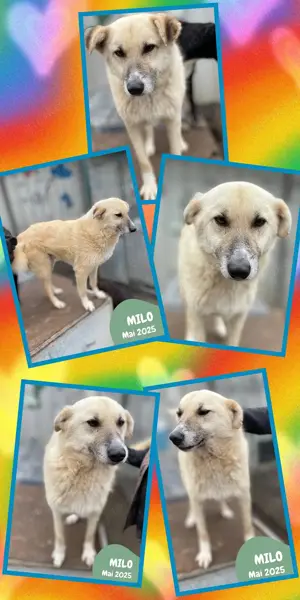 extrem menschenbezogener, fröhlicher, toller, freundlicher Rüde "Milo" sucht ein Zuhause 