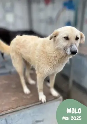 menschenbezogener, freundlicher, fröhlicher, toller Rüde "Milo" sucht ein schönes Zuhause  Bild 3