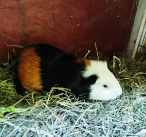 Meerschweinchen männlich 