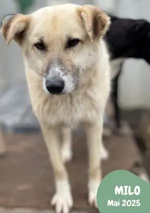 menschenbezogener, freundlicher, fröhlicher, toller Rüde "Milo" sucht ein schönes Zuhause  Bild 4