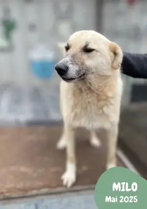 menschenbezogener, freundlicher, fröhlicher, toller Rüde "Milo" sucht ein schönes Zuhause  Bild 2