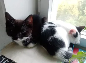 Süße Katzenbabys zu verkaufen 