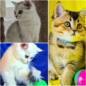 Bkh Kitten mit Stammbaum Abgabebereit 