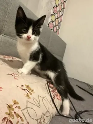 katze verkauft