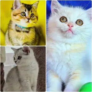 Bkh Kitten mit Stammbaum Abgabebereit mit 2 Impfungen 