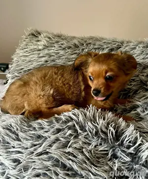 Chihuahua-Welpe-Rüde