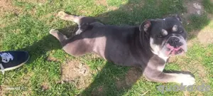 englische bulldogge