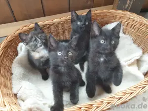 Schwarze Kätzchen suchen ein Zuhause